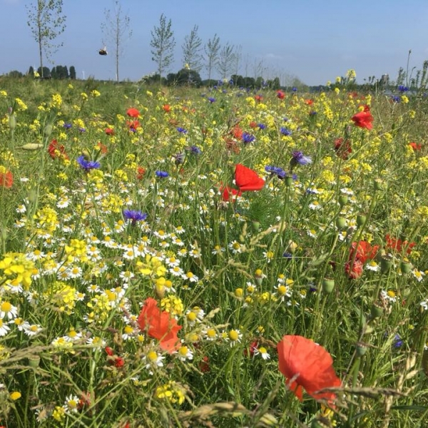 Honey Highway tegen luizen