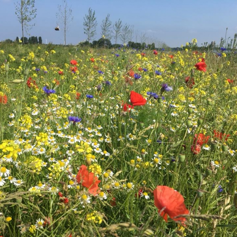 bloemenbed kweker Frank de Koning