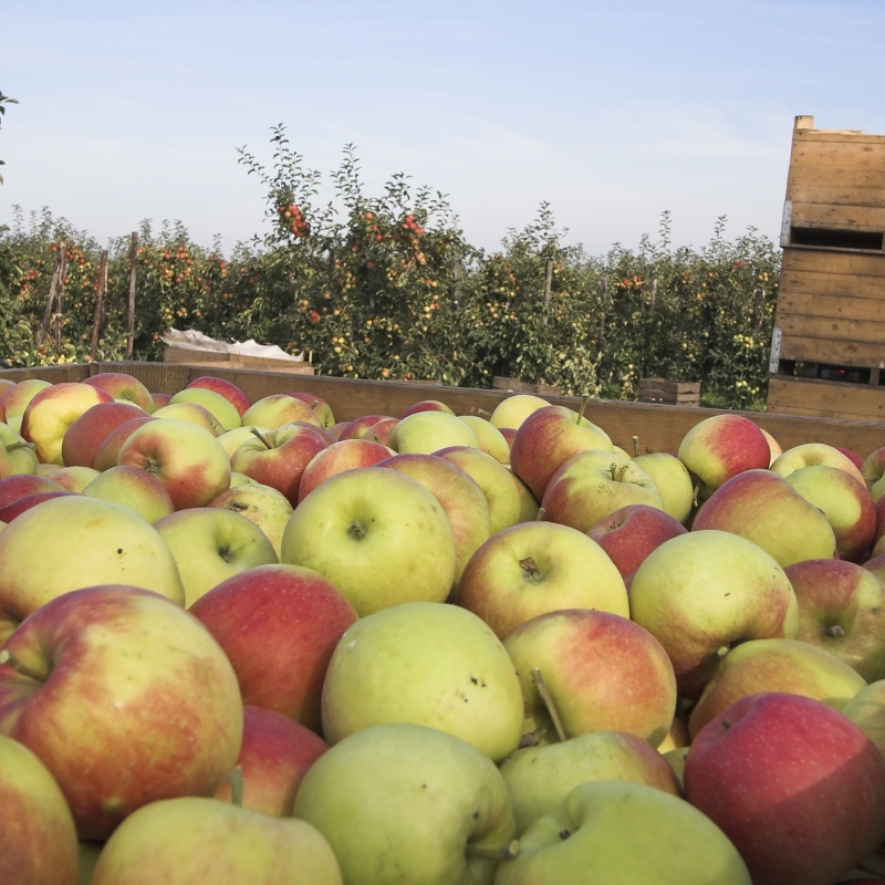 appel boomgaard Ruissen