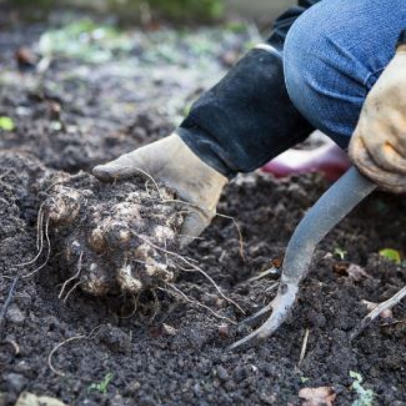 Aanbiedingen van biologische foodcoop Odin