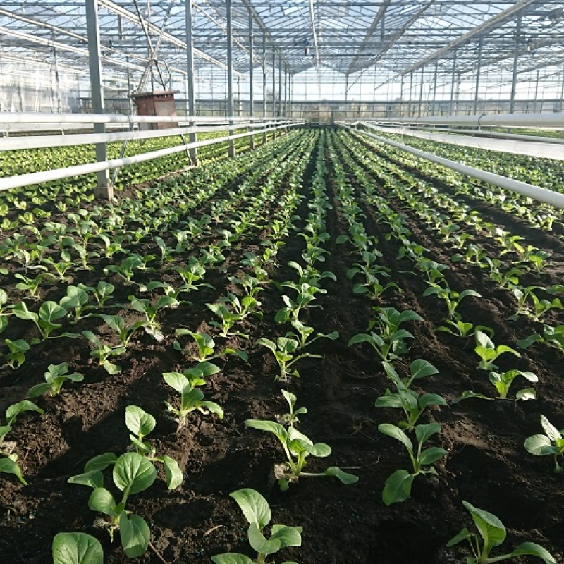 biologische glastuinderij gert van brakel