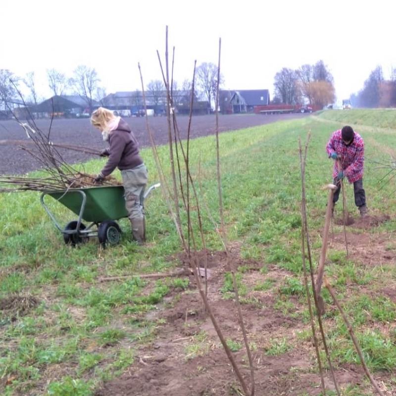 Nieuws van het Odin Bijenboom kweekproject