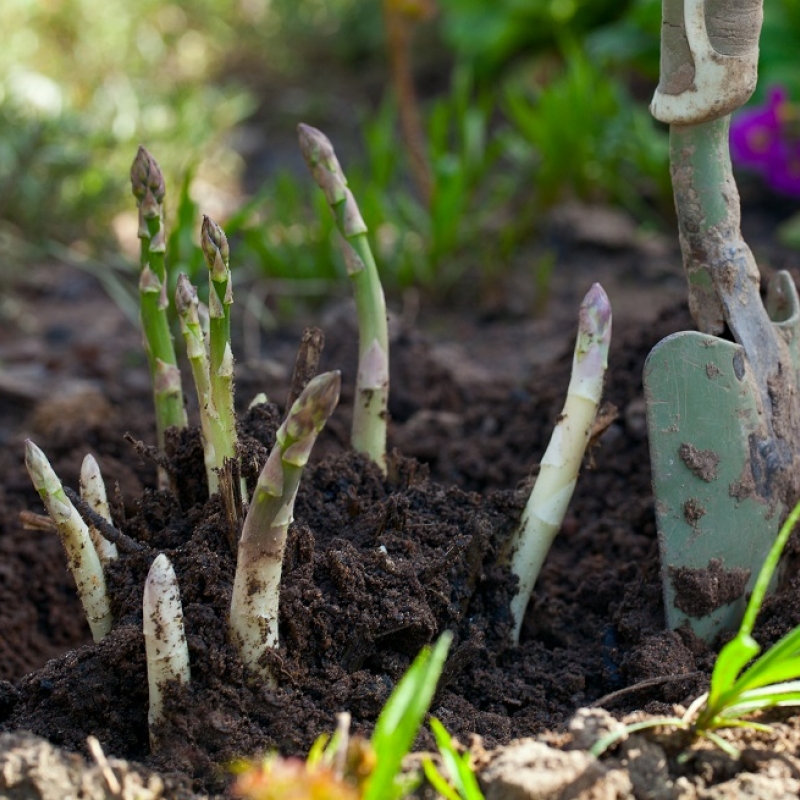 groene asperges