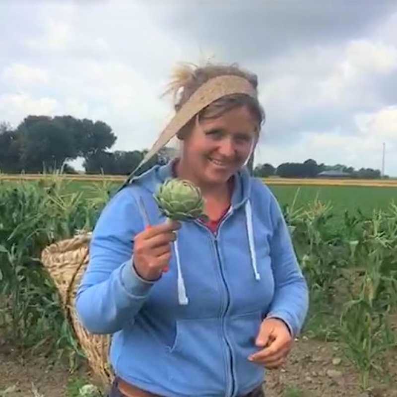 Jans Jeuken van biodynamische boerderij GAOS laat zien hoe de artisjokken voor Odin geoogst worden 