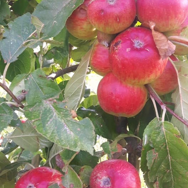 verhagelde appels Muyehof Zeeland