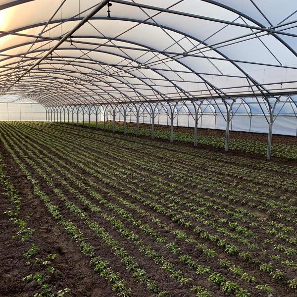 Rucola van de Beersche Hoeve