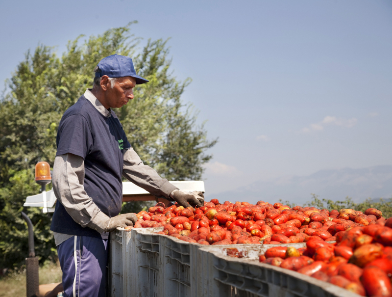 tomatenpluk la bio idea, odin, biologische supermarkt, food coop, cooperatie, bio tomatenketchup