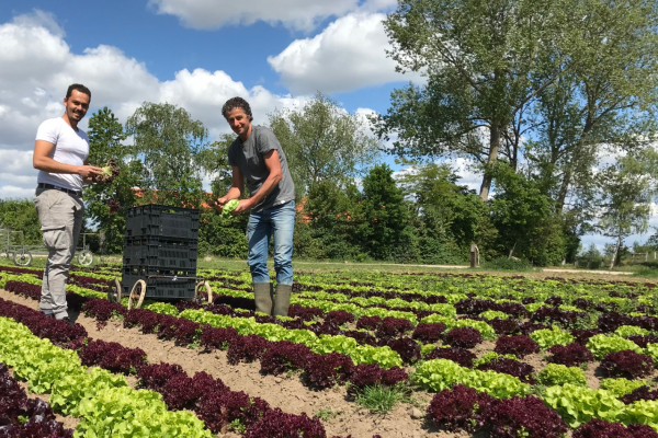 Krachtige jonge sla