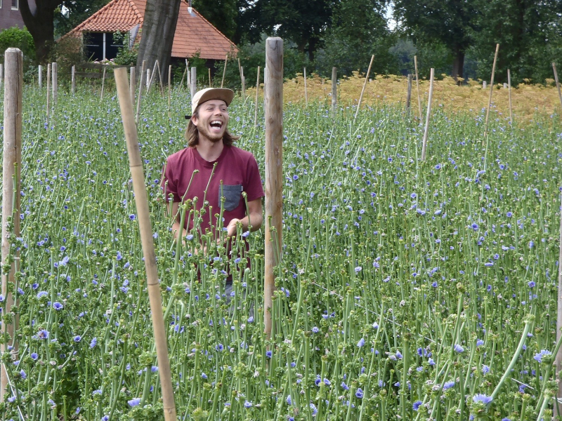 Andijvie in bloei? 