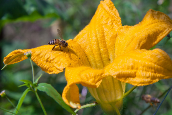 Bestuiving courgette-bloem