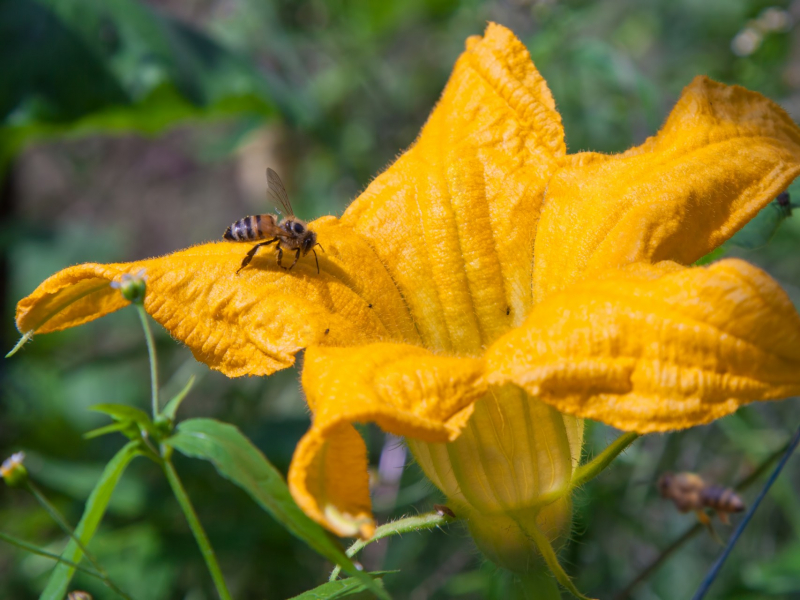 biodynamische courgette