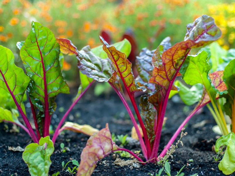 Biodynamische groenselderij & rode biet